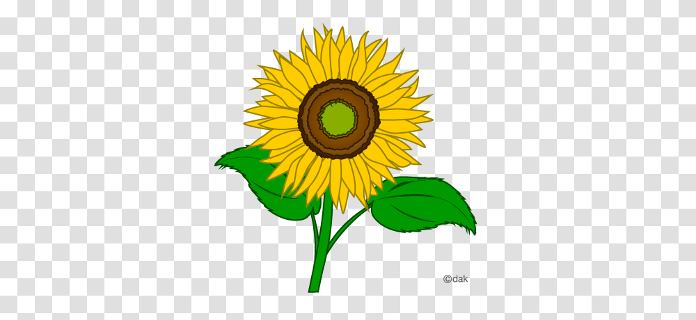 Sunflower Clipart, Plant, Blossom Transparent Png