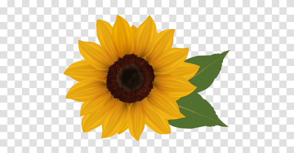 Sunflower Clipart, Plant, Blossom Transparent Png