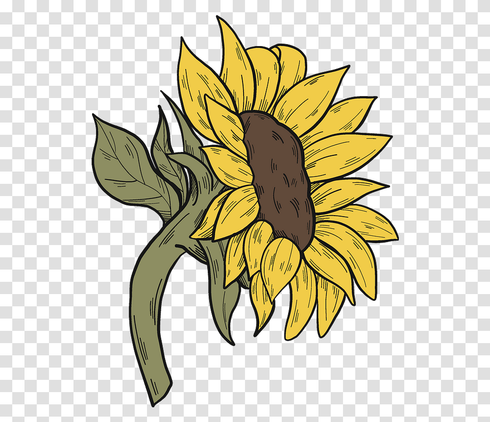 Sunflower Clipart Sunflower Clipart, Plant, Blossom, Daisy, Daisies Transparent Png