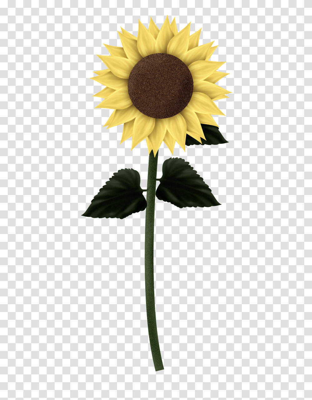 Sunflower Clipart Tall Sunflower Gif Background, Plant, Blossom Transparent Png