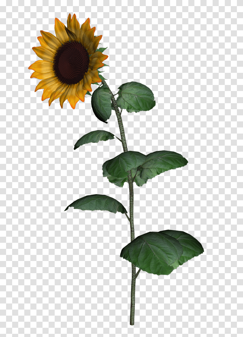Sunflower Clipart With Leaf Images Sunflower Stem, Plant, Blossom, Potted Plant, Vase Transparent Png