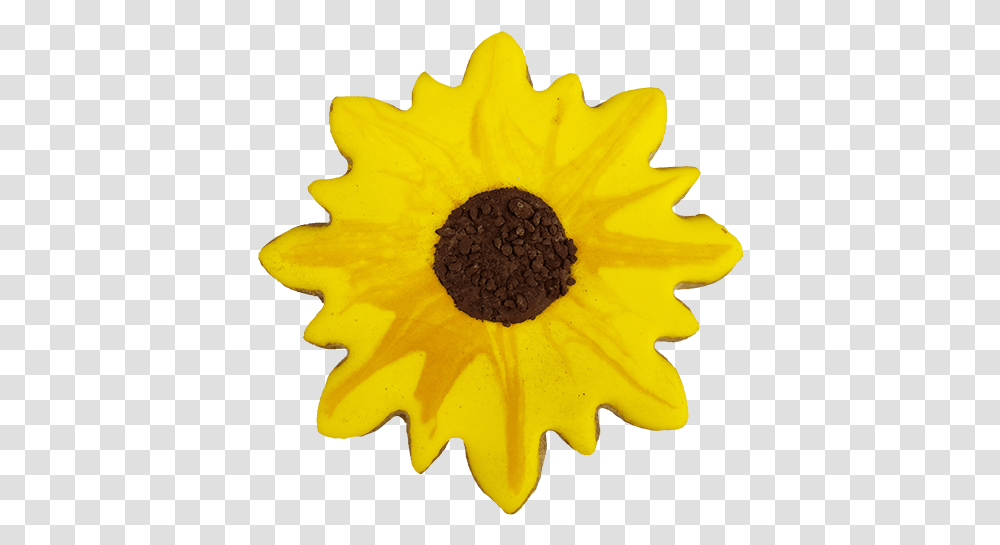 Sunflower CookieClass Sunflower, Plant, Blossom, Pollen, Petal Transparent Png