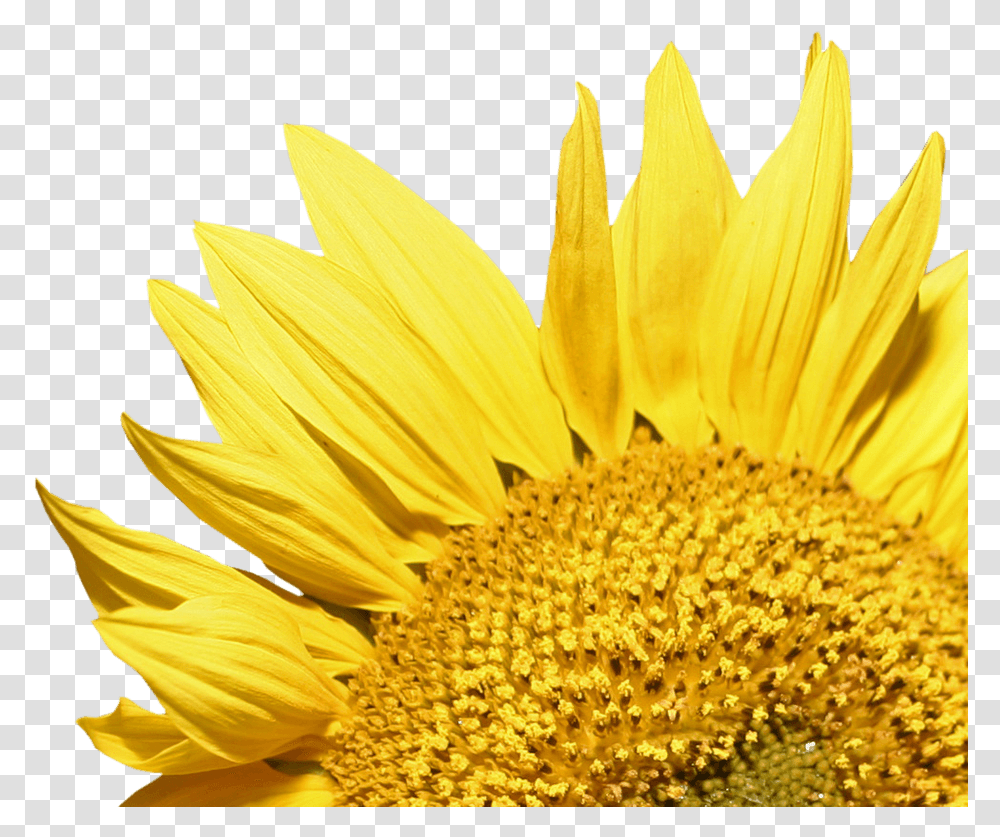 Sunflower Corner Rustic Sunflower, Plant, Blossom, Daisy, Daisies Transparent Png