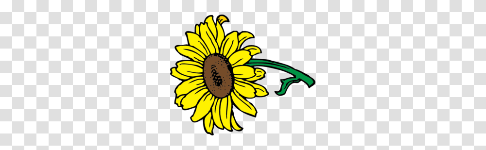 Sunflower Daisy Clipart Explore Pictures, Plant, Blossom, Daisies Transparent Png
