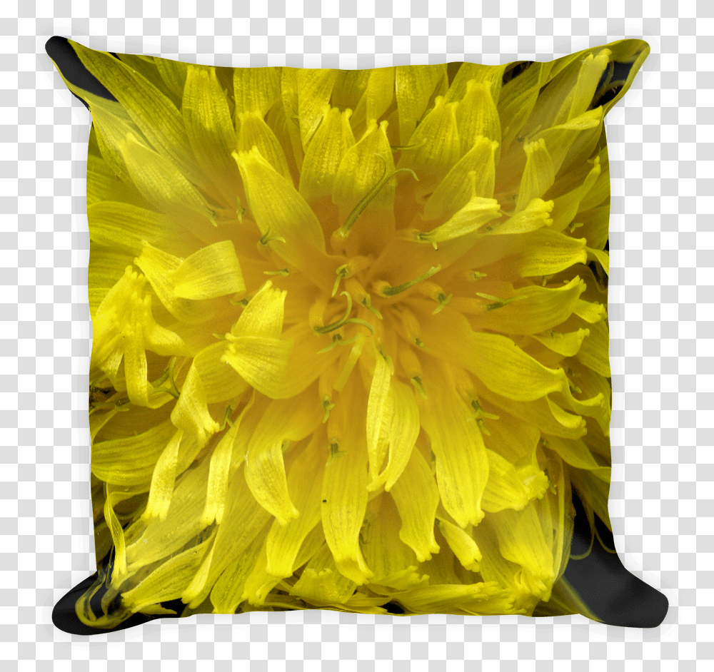 Sunflower Download Dandelion, Plant, Dahlia, Blossom, Petal Transparent Png