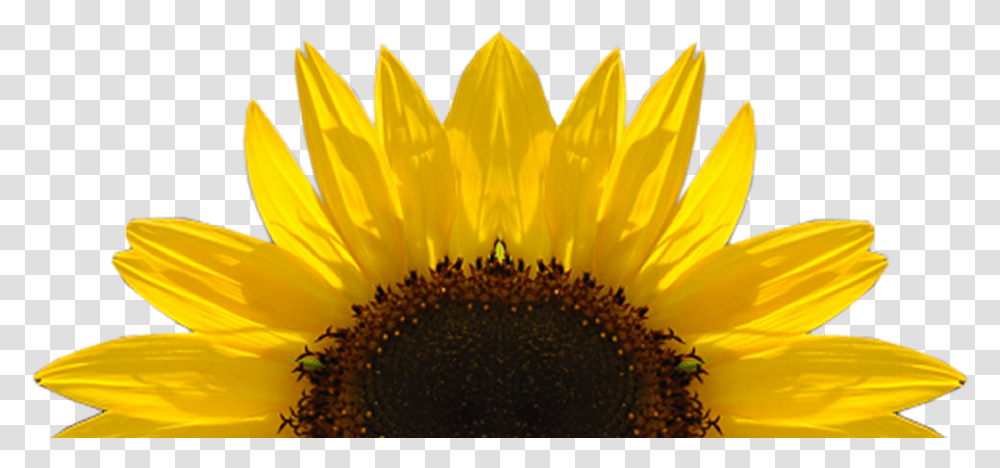 Sunflower Download Image Sunflower, Plant, Blossom, Petal, Daisy Transparent Png