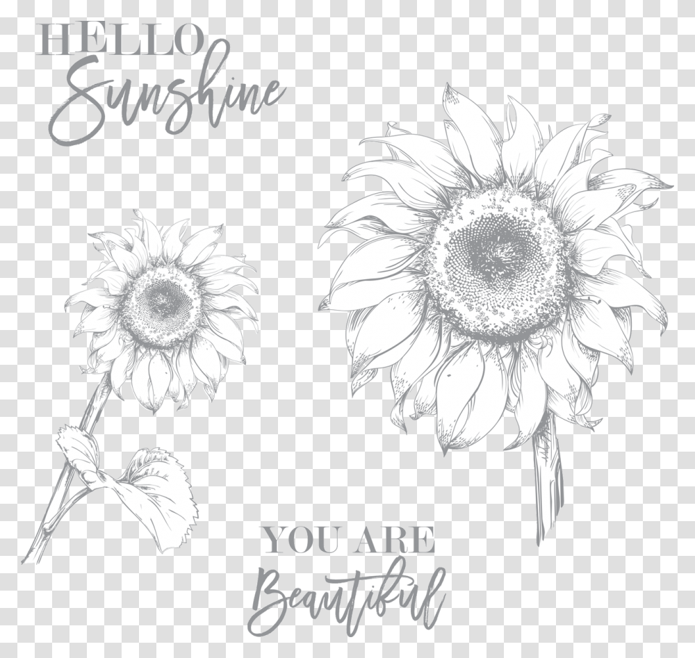 Sunflower Drawing, Plant, Daisy, Face, Petal Transparent Png