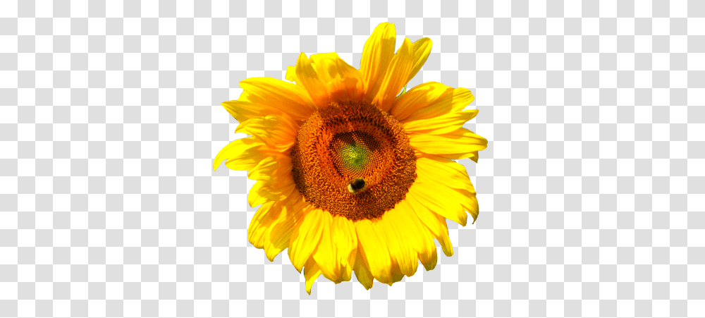 Sunflower Drawing Tumblr Yellow Flower No Flower Stock, Plant, Blossom Transparent Png