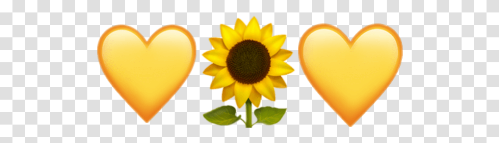 Sunflower Emoji Iphone Sunflower Emoji Iphone, Plant, Blossom, Daisy, Daisies Transparent Png