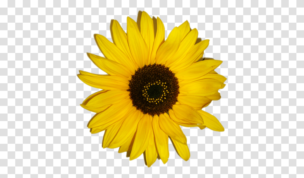 Sunflower Emoji Paper Sunflower Hd Download Black Eyed Susan Clipart, Plant, Blossom, Daisy, Daisies Transparent Png