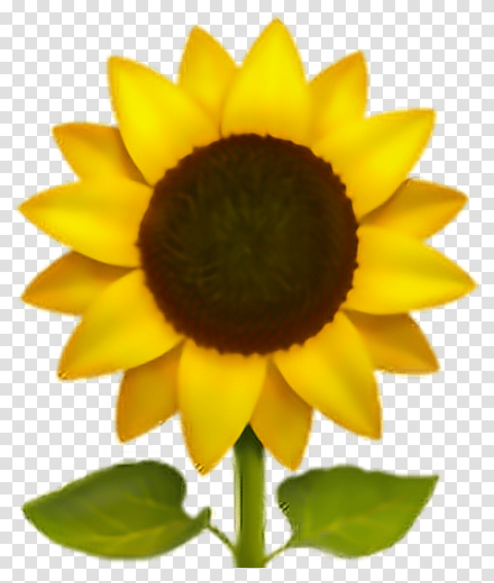 Sunflower Emoji, Plant, Blossom, Petal Transparent Png