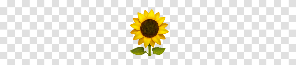 Sunflower Emoji, Plant, Blossom, Photography, Daisy Transparent Png