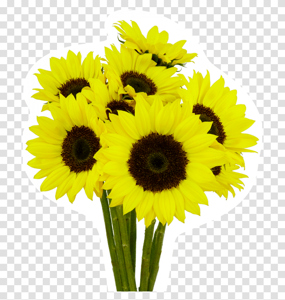 Sunflower Esmeralda Farms Sunflower, Plant, Blossom, Daisy, Daisies Transparent Png
