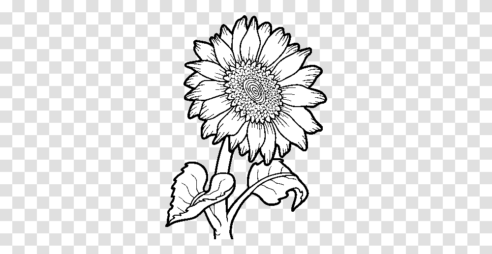 Sunflower Flower Coloring, Graphics, Art, Floral Design, Pattern Transparent Png