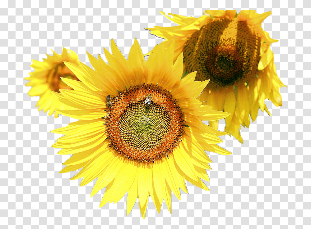 Sunflower Flower Free Images Free Download Common Sunflower, Plant, Blossom, Honey Bee, Insect Transparent Png