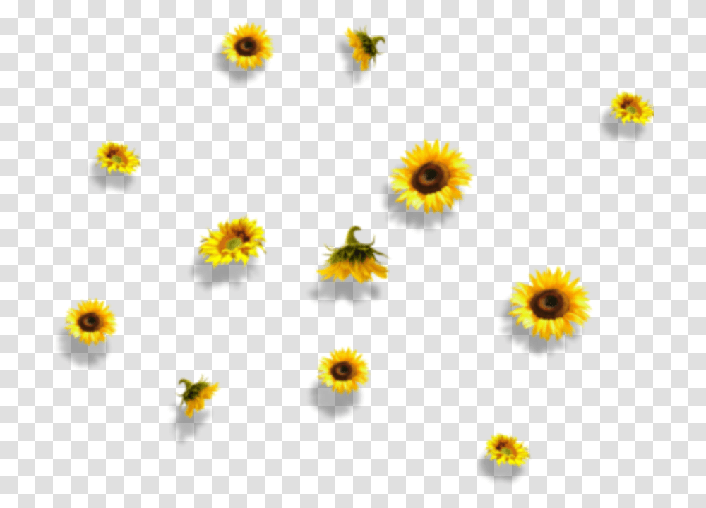 Sunflower Flower Nature Falling Aesthetic Sunflower Background, Plant, Petal, Interior Design, Daisy Transparent Png