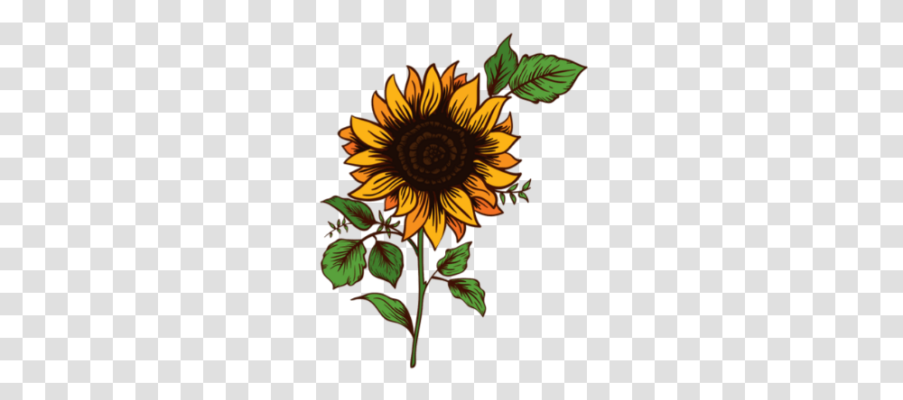 Sunflower Flower Nature Ftestickers, Plant, Blossom, Pattern, Treasure Flower Transparent Png