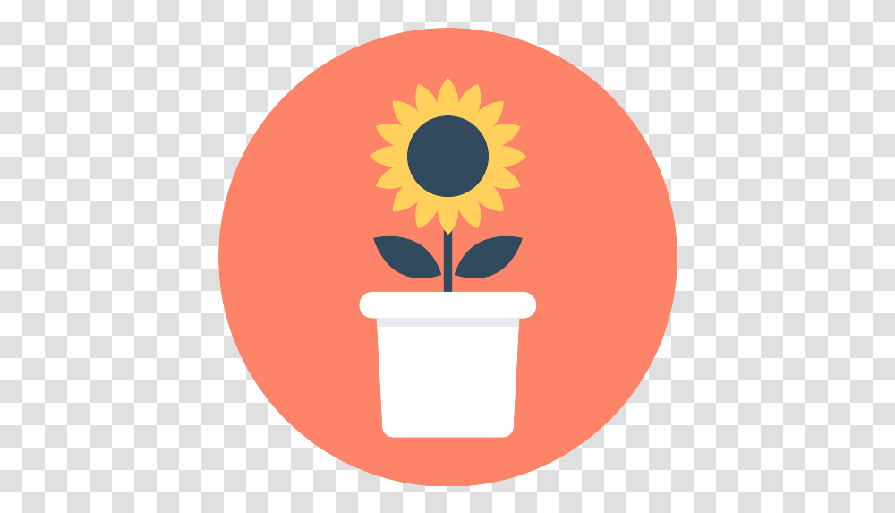 Sunflower Flower Vector Svg Icon Flower Circle Icon, Plant, Blossom, Daisy, Daisies Transparent Png