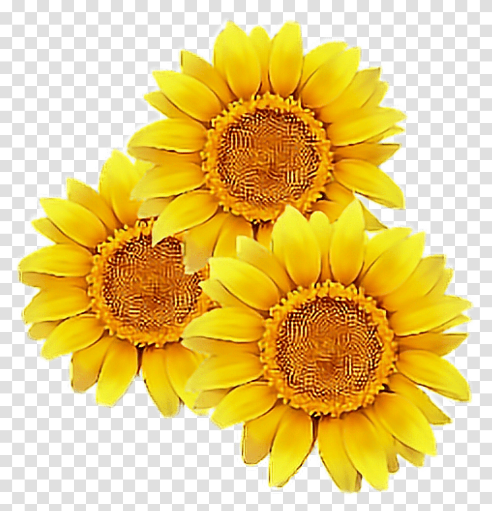 Sunflower Flower Yellow Cute Tumblr Overlay Flowers Background Sunflower Clipart, Plant, Blossom, Daisy, Daisies Transparent Png