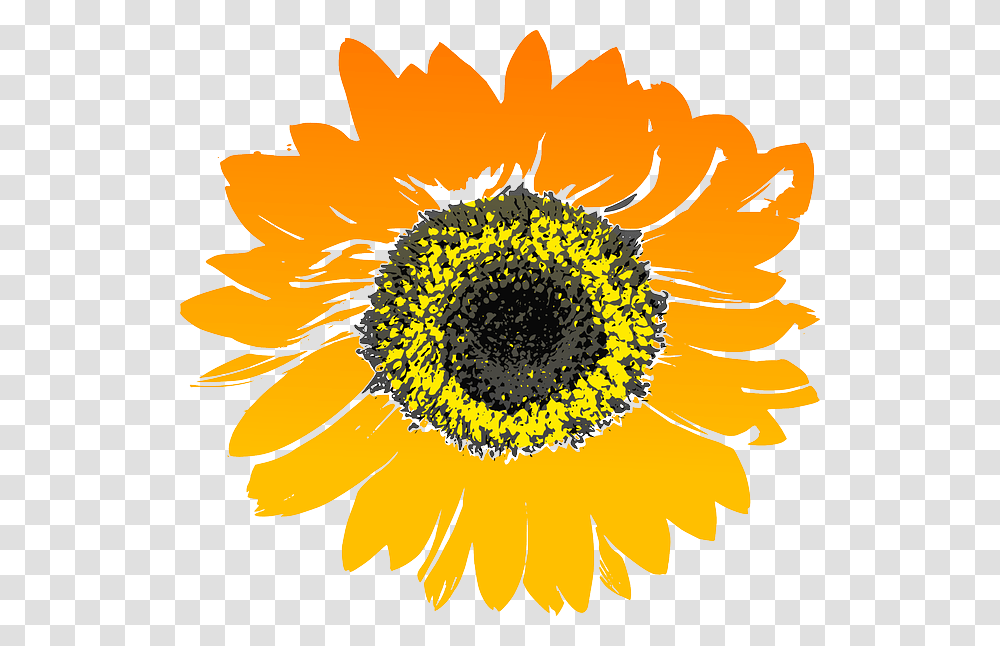 Sunflower Flower Yellow Orange Sunflower Drawing Background, Plant, Blossom, Daisy, Daisies Transparent Png