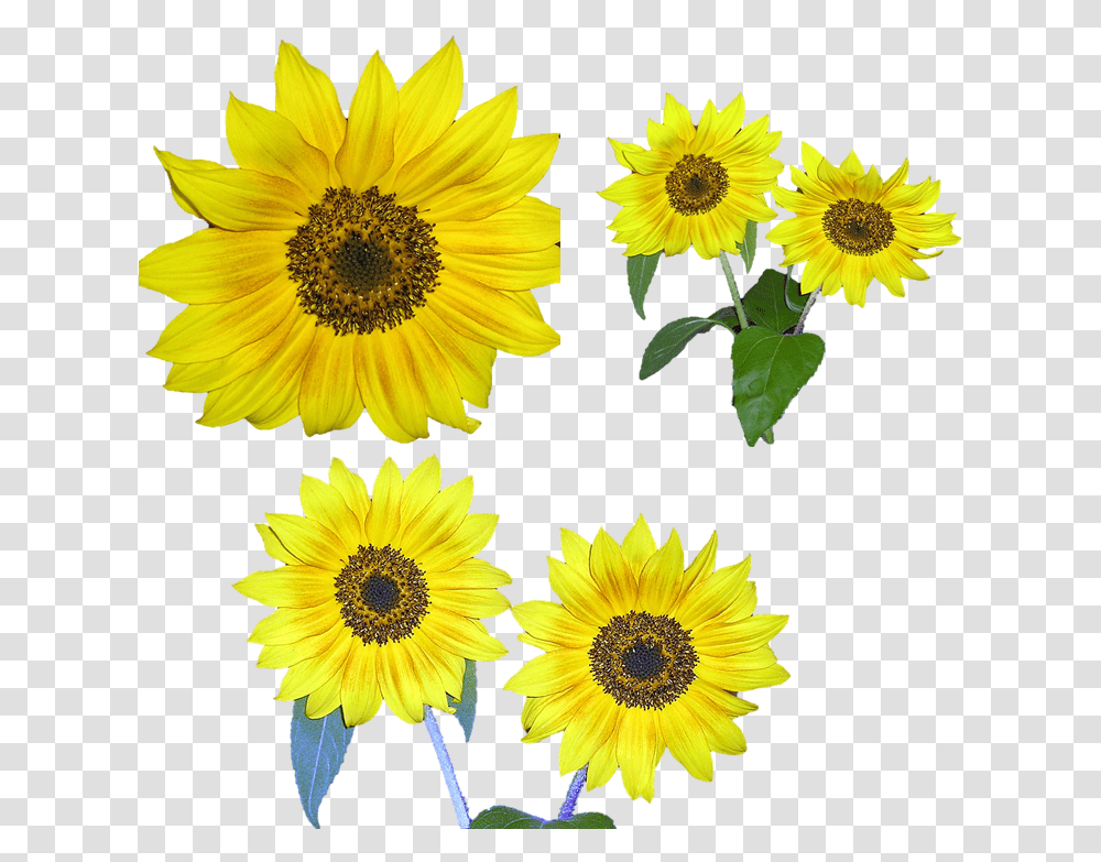 Sunflower Flowerfreepngtransparentimagesfreedownload Clip Art, Plant, Blossom, Daisy, Daisies Transparent Png