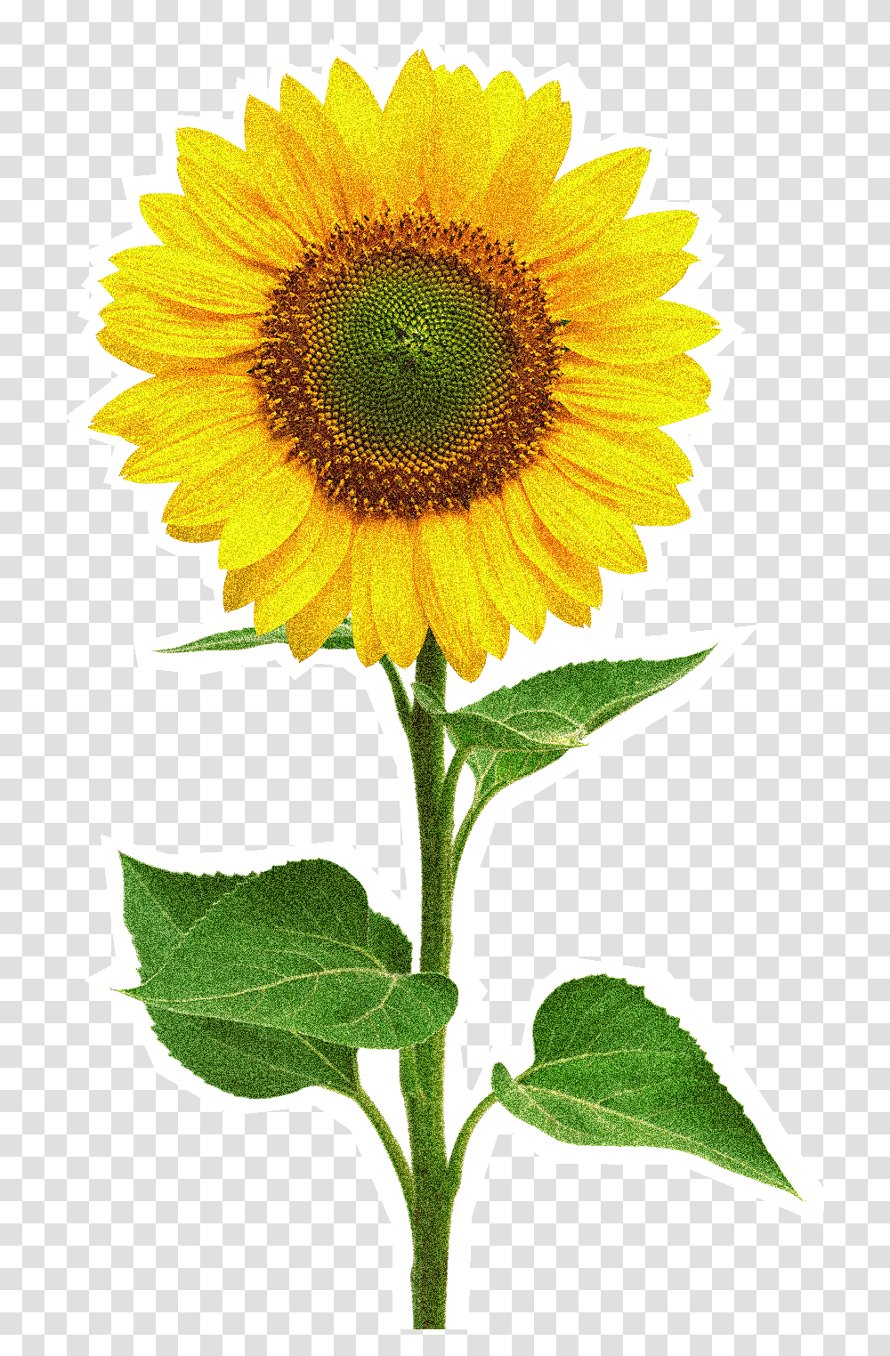 Sunflower Flowerfreepngtransparentimagesfreedownload Sun Flower, Plant, Blossom Transparent Png