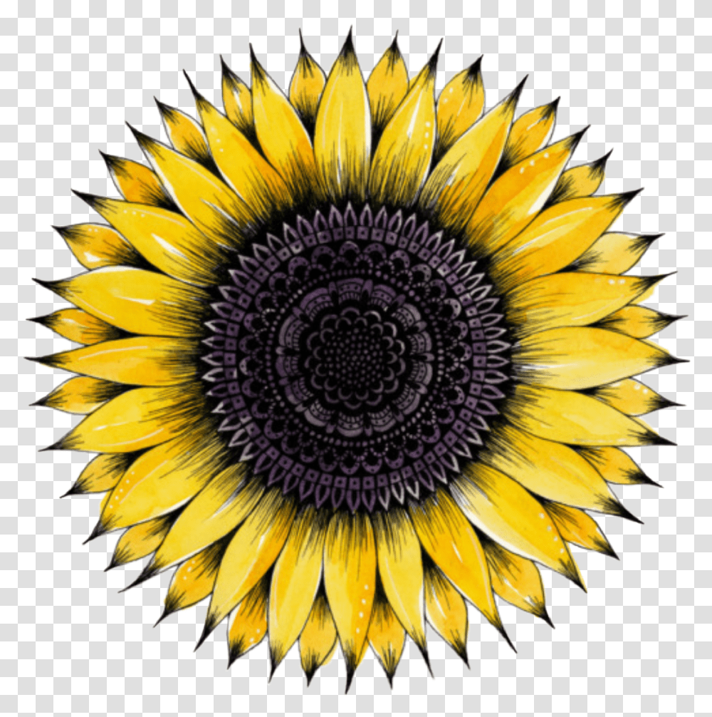 Sunflower Flowers Flower Floral Mandala 5 Minutes To 8, Plant, Blossom, Daisy, Daisies Transparent Png