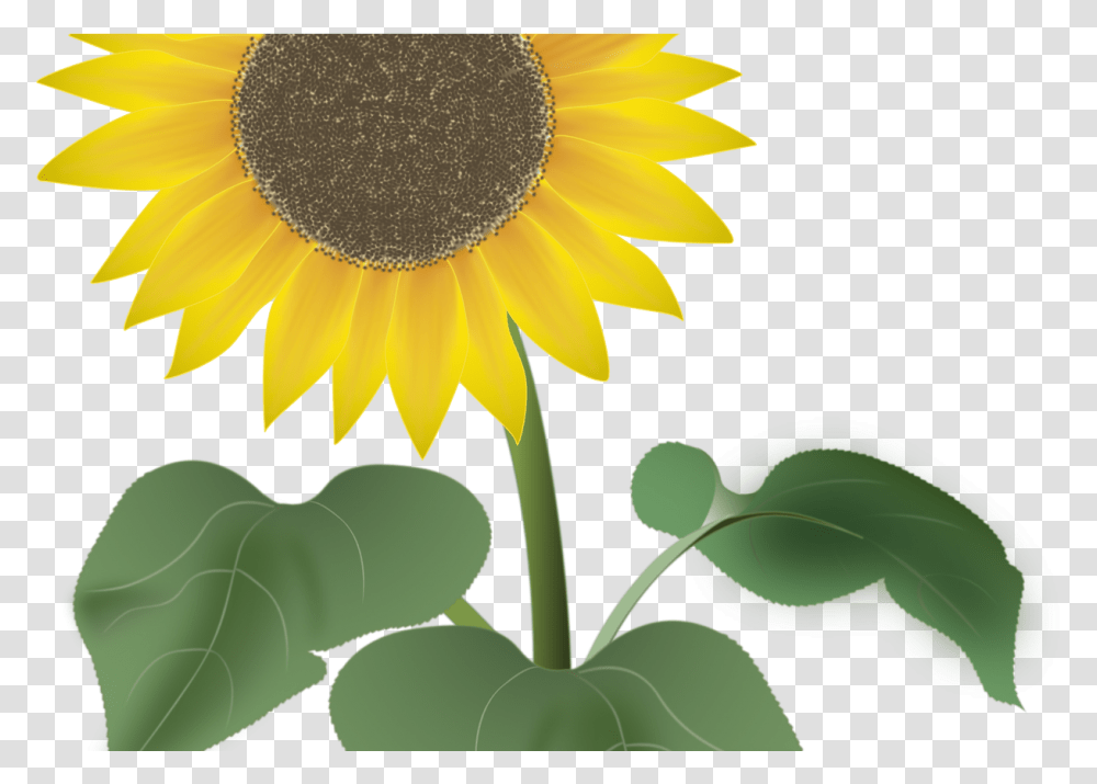 Sunflower For The Summer Vector Art By Noor Test Management And Automation, Plant, Blossom Transparent Png
