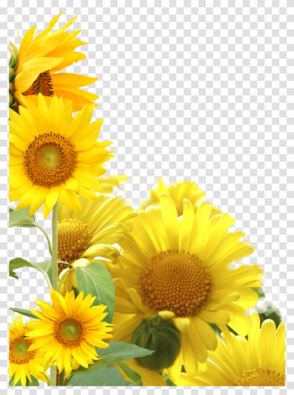 Sunflower Frame Sunflower Photo Frame, Plant, Blossom, Daisy, Daisies Transparent Png