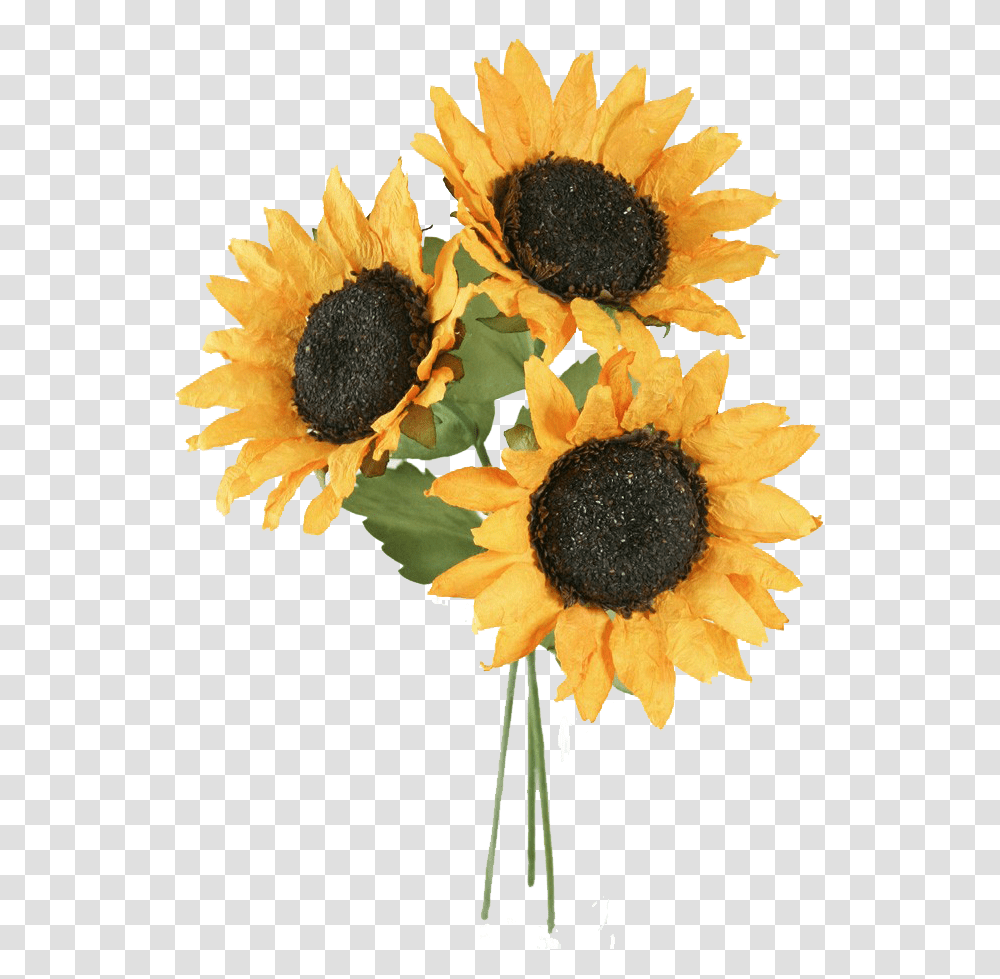 Sunflower Free Background Sunflower, Plant, Blossom, Daisy, Daisies Transparent Png
