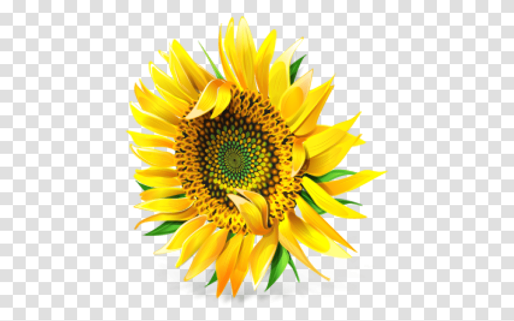 Sunflower Free Download Pixel Sunflower, Plant, Blossom, Daisy, Daisies Transparent Png