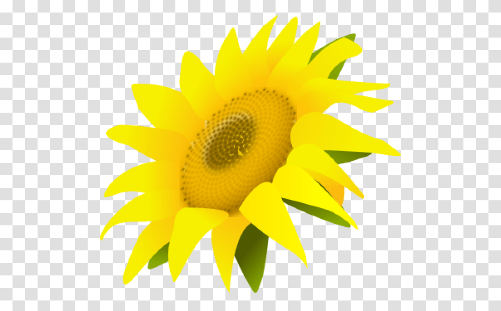 Sunflower Free Download Sunflower, Plant, Blossom, Daisy, Daisies Transparent Png