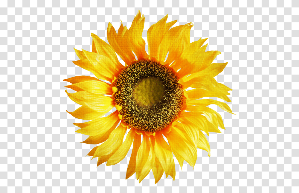 Sunflower Free Sunflower Clip Art, Plant, Blossom, Daisy, Daisies Transparent Png