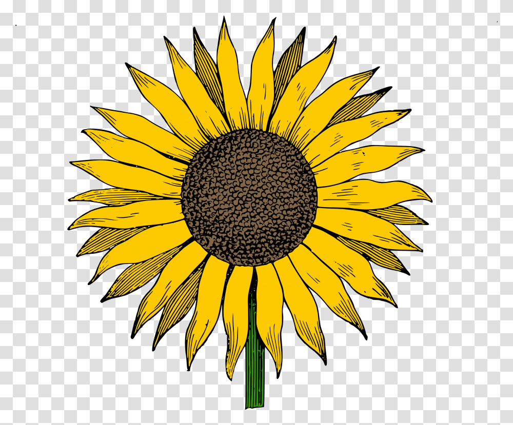 Sunflower Free Sunflowers Clipart Clip Art On Sunflower Clipart, Plant, Blossom, Daisy, Daisies Transparent Png