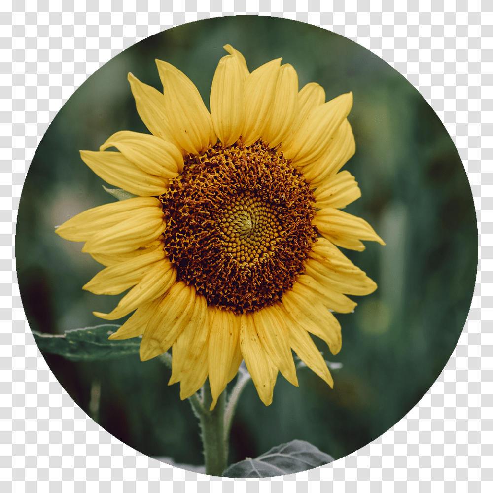 Sunflower Fresh, Plant, Blossom, Daisy, Daisies Transparent Png