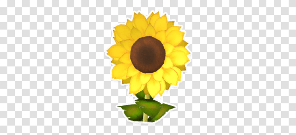 Sunflower Garden Paws Wiki Fandom Sunflower, Plant, Blossom, Daisy, Daisies Transparent Png