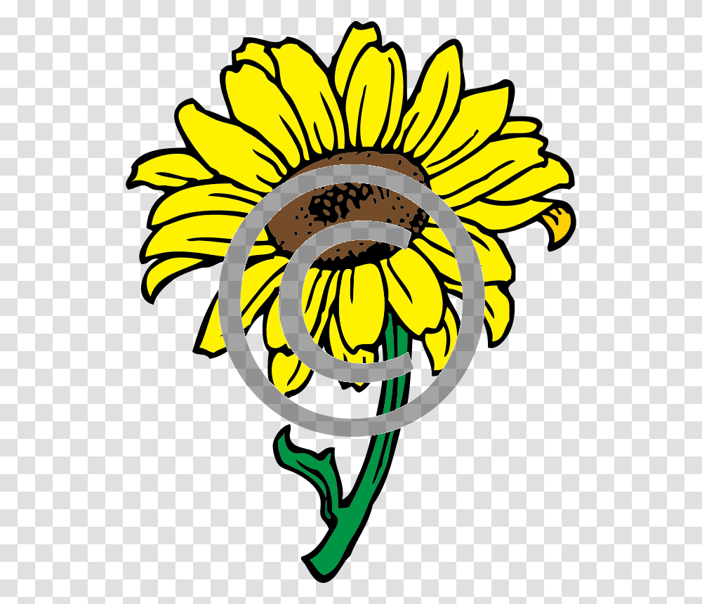 Sunflower, Plant, Blossom Transparent Png