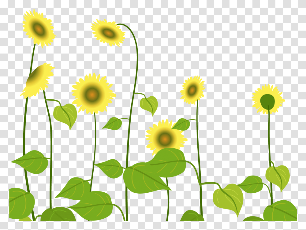 Sunflower, Green, Plant Transparent Png
