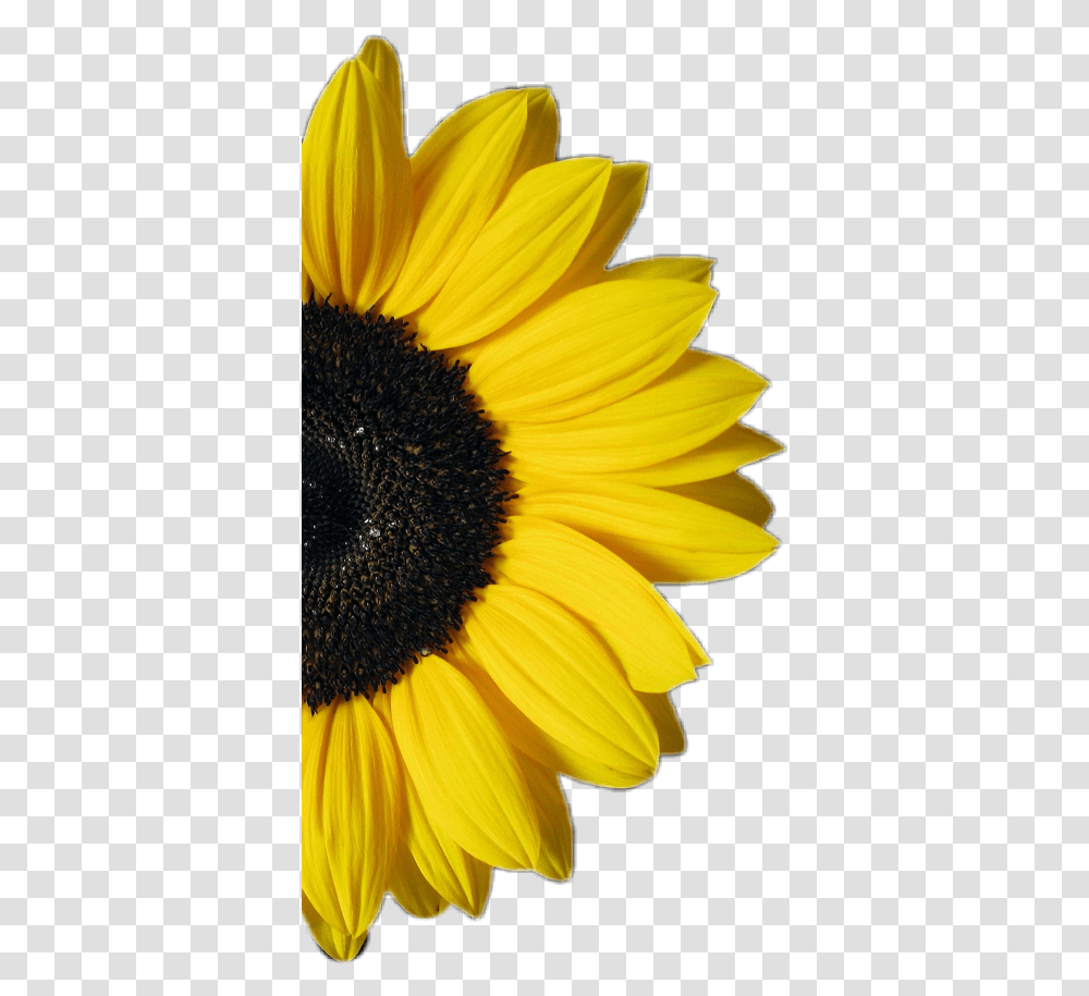 Sunflower Half Flower Yellow White And Yellow Background, Plant, Blossom, Daisy, Daisies Transparent Png