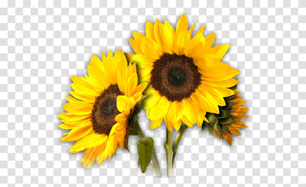Sunflower Hd Background Aesthetic Yellow Flower Crown, Plant, Blossom, Daisy, Daisies Transparent Png