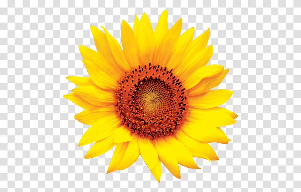 Sunflower Hd, Plant, Blossom, Daisy, Daisies Transparent Png