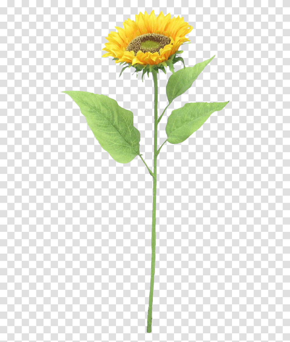 Sunflower Hd Quality Real Does A Flower Stem Look Like, Leaf, Plant, Annonaceae, Tree Transparent Png