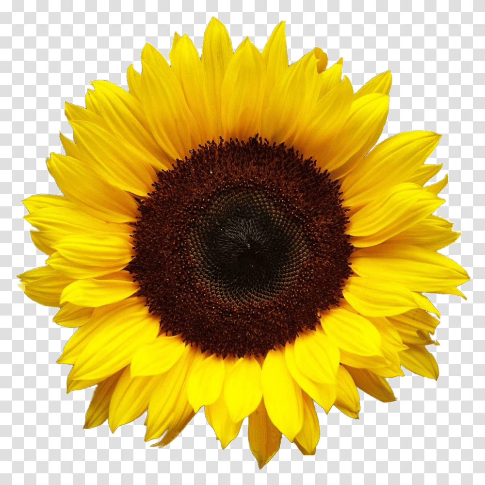 Sunflower Hd Sunflower, Plant, Blossom, Daisy, Daisies Transparent Png