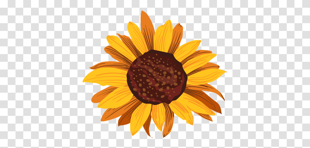 Sunflower Head Drawing & Svg Vector File Good Morning Your Little Ray Of Sarcastic Sunshine, Plant, Blossom Transparent Png