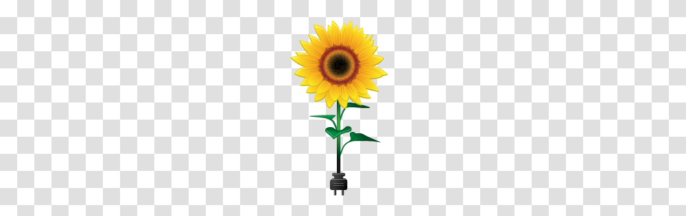 Sunflower Icon Free Environment Iconset Ergosign, Plant, Blossom Transparent Png