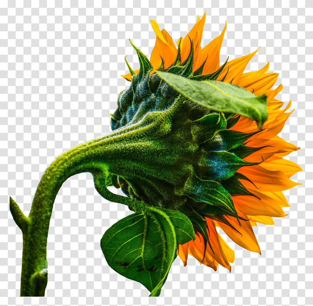 Sunflower Illustration Hd, Plant, Blossom, Daisy, Daisies Transparent Png