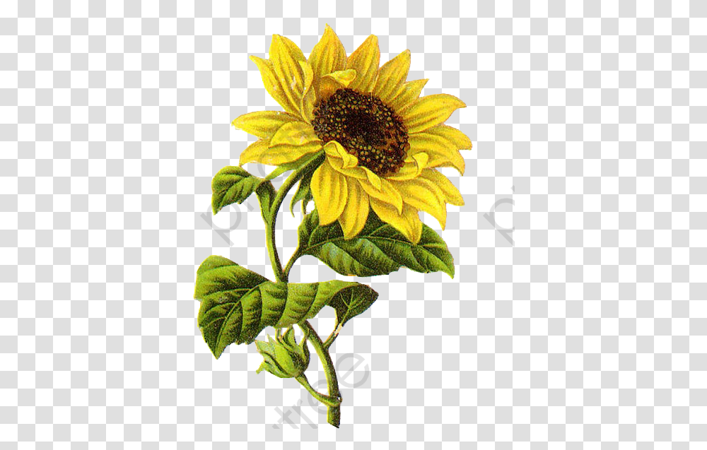 Sunflower Illustration, Plant, Blossom, Daisy, Daisies Transparent Png