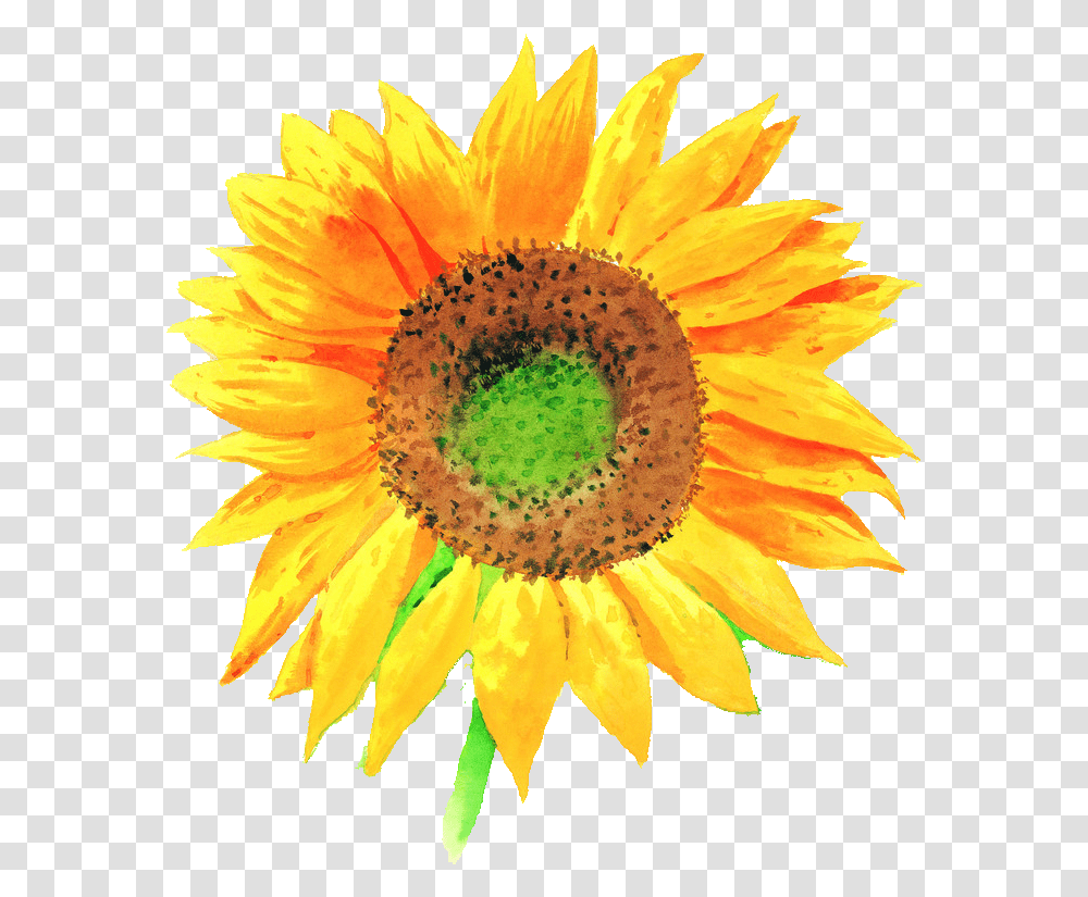 Sunflower Illustration, Plant, Blossom, Daisy, Daisies Transparent Png