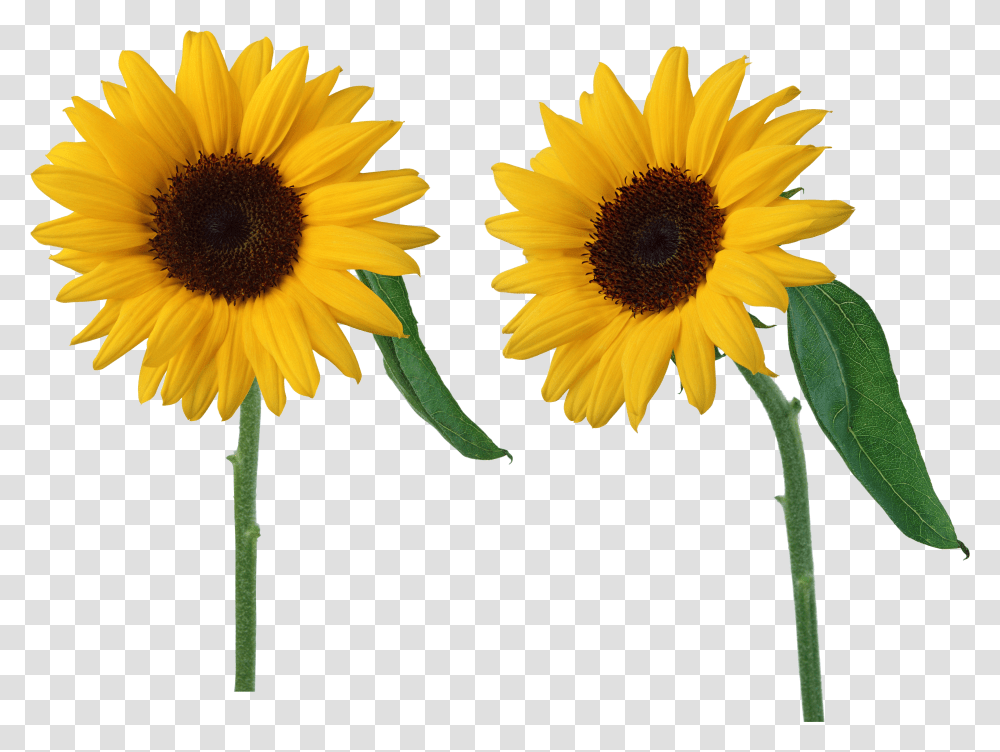 Sunflower Image Background Sun Flowers Transparent Png