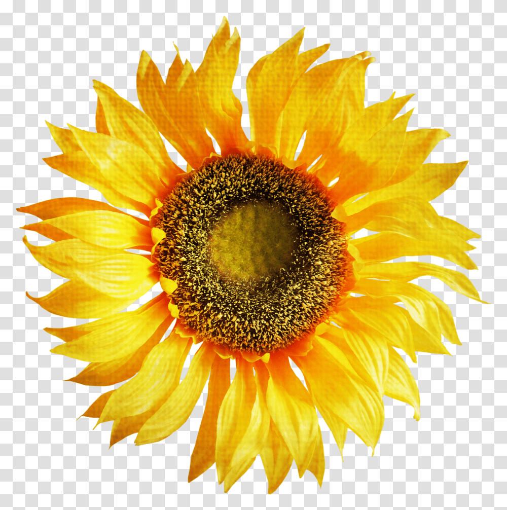 Sunflower Image Clipart Sunflower Art, Plant, Blossom, Daisy, Daisies Transparent Png